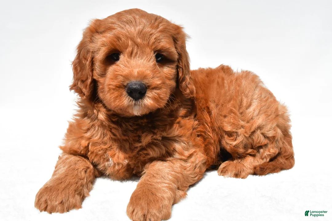 Mini Goldendoodle dogs for sale: Jared - Ad 2