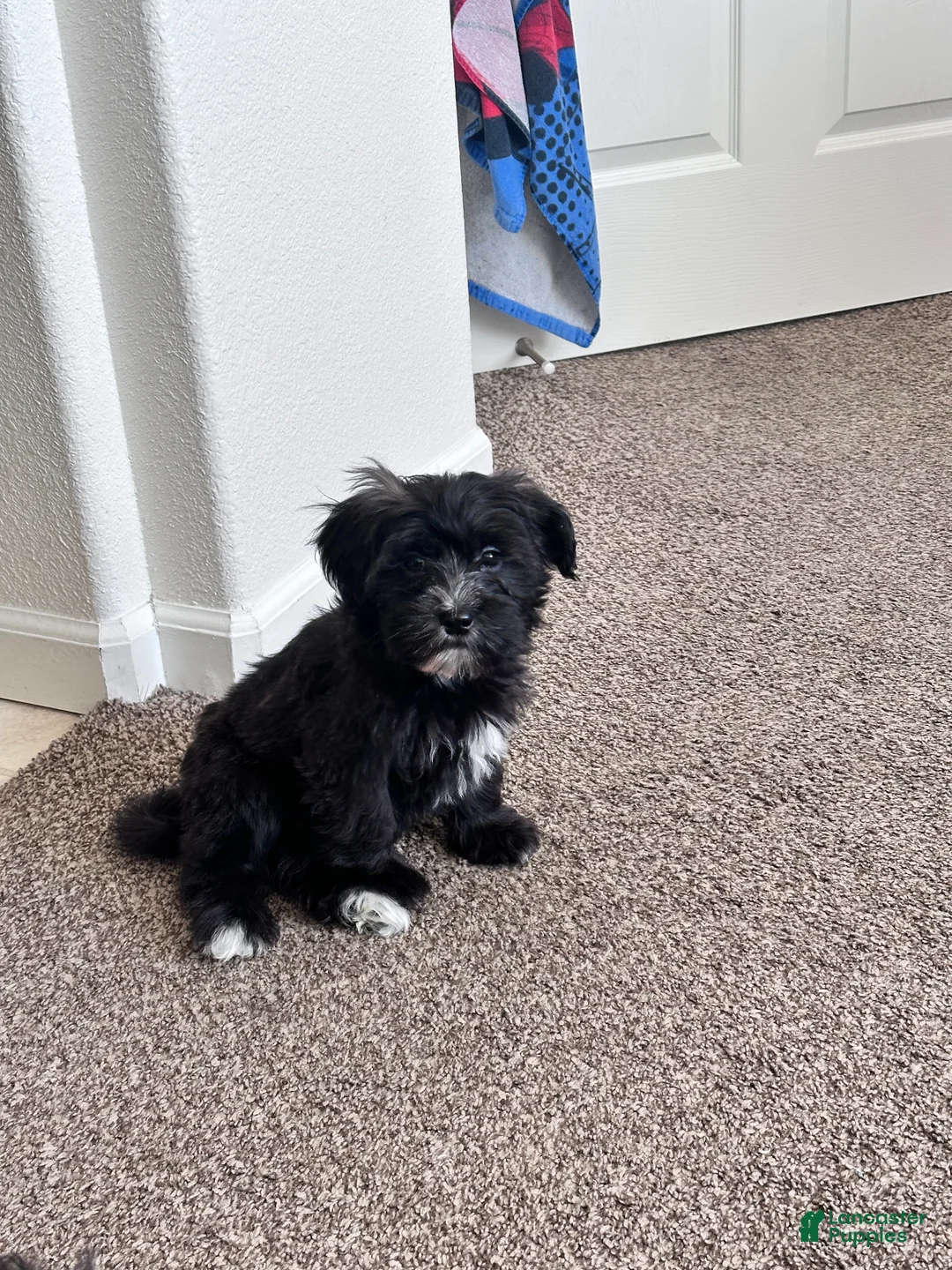 Mixed Breed dogs for sale: Mixed Breed Puppy 4 - Ad 2