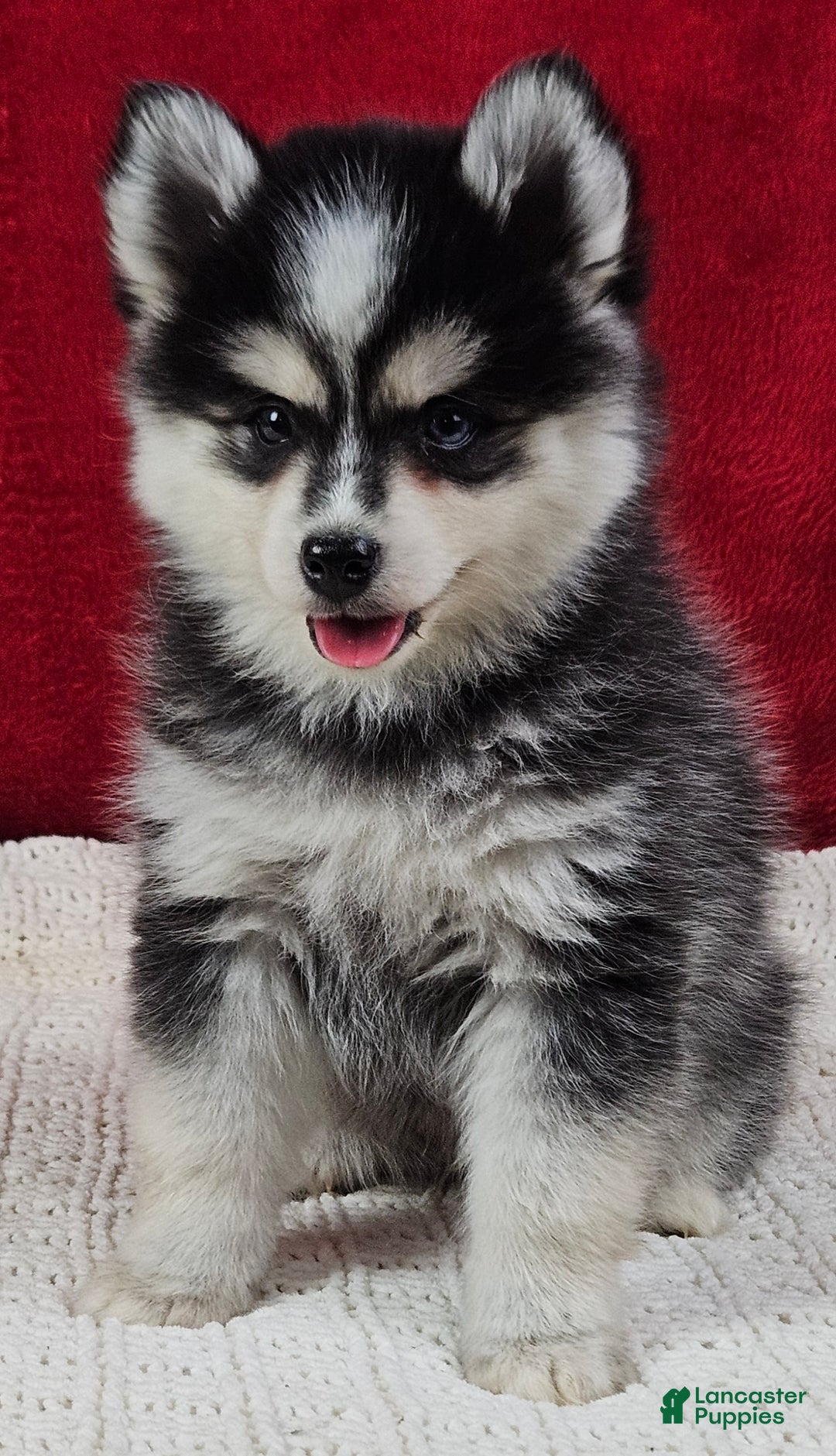 Pomsky dogs for sale: Kent  - Ad 4