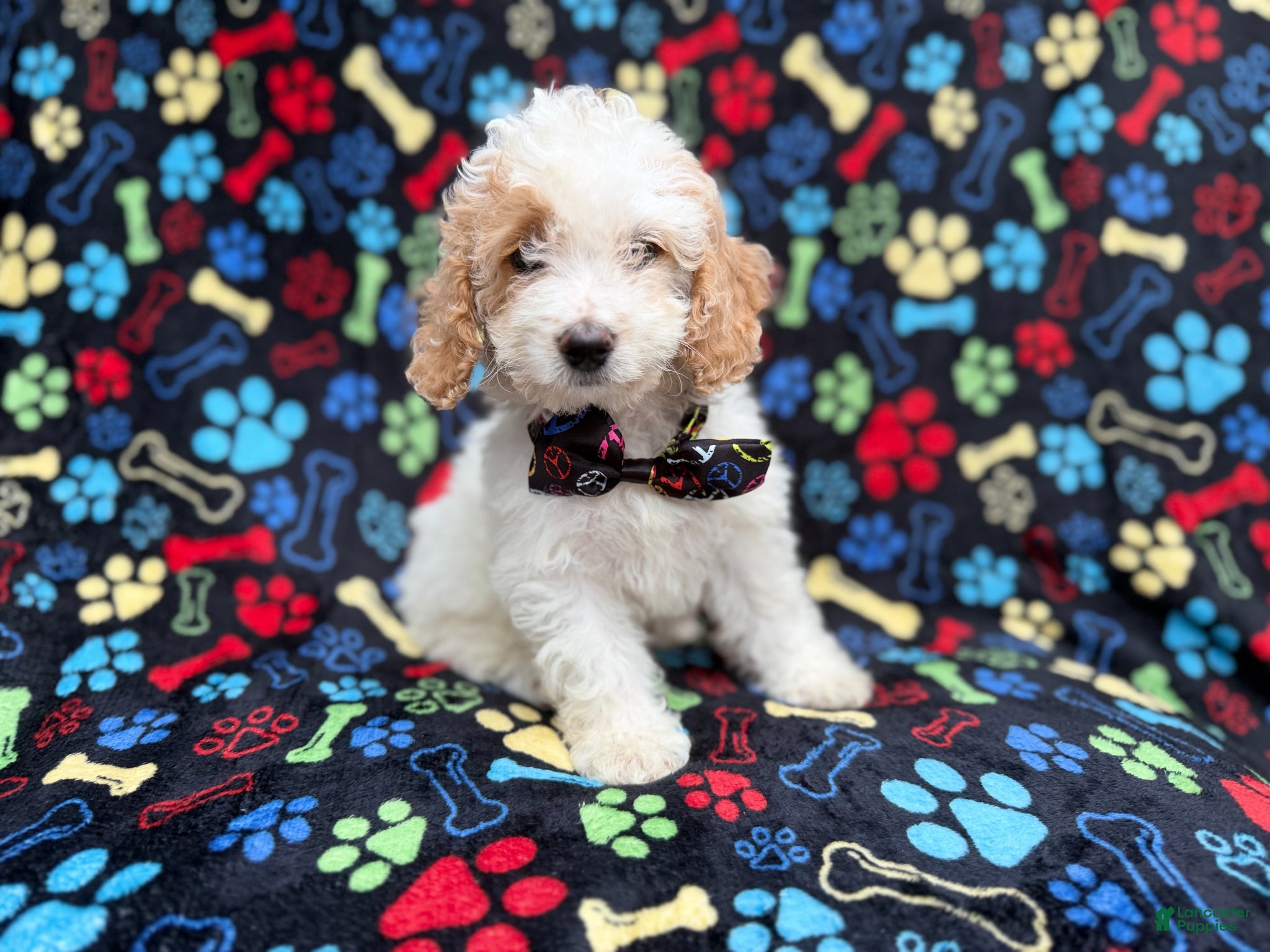 Cockapoo dogs Larry - Ad 7