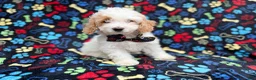 Cockapoo dogs for sale: Larry - Ad 1