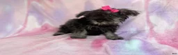 Miniature Schnauzer dogs for sale: Phoebe - Ad 5