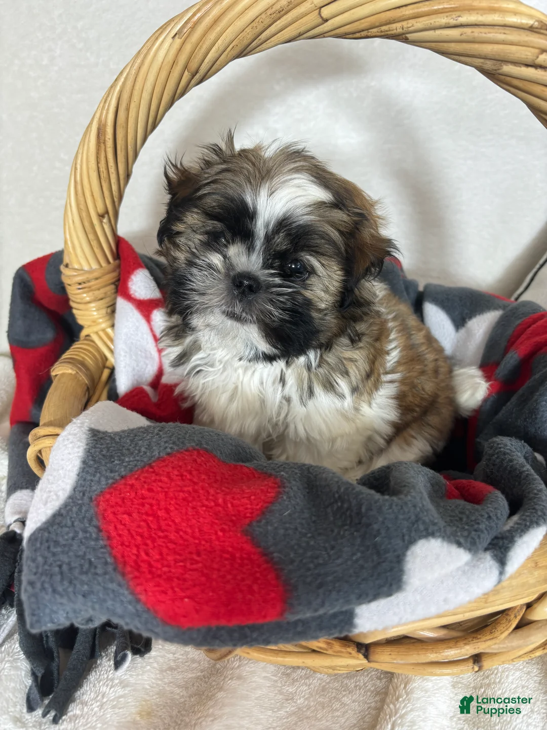 Shih Tzu dogs for sale: Skittle - Ad 4