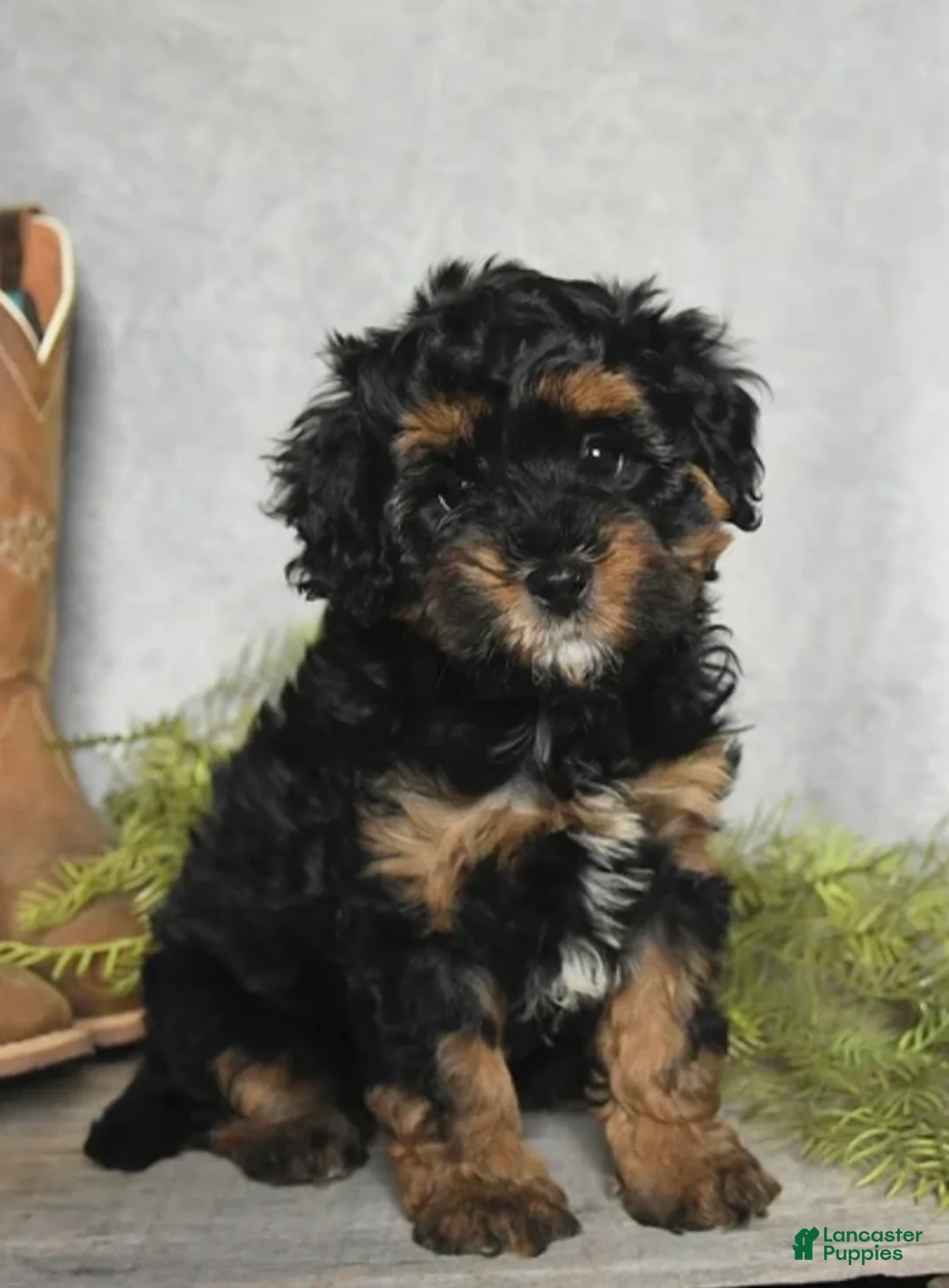 Cavapoo dogs for sale: Bella - Ad 1