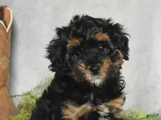 Cavapoo dogs Bella - Ad 15