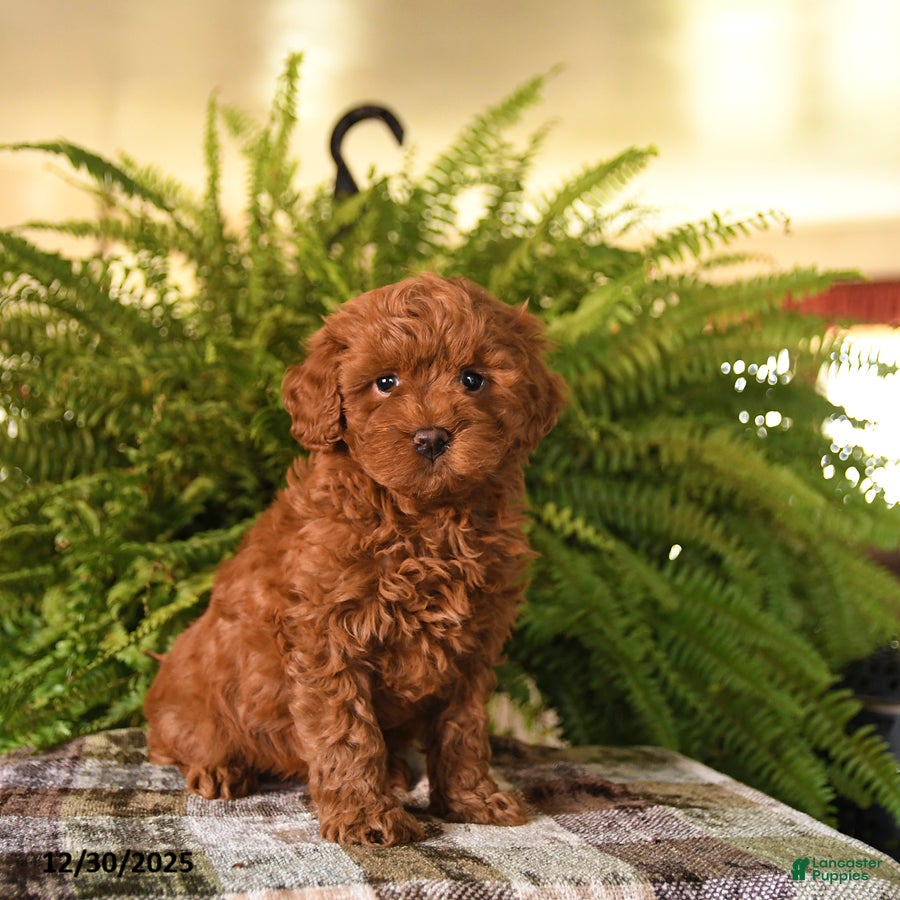 Havapoo dogs Rusty - Ad 31