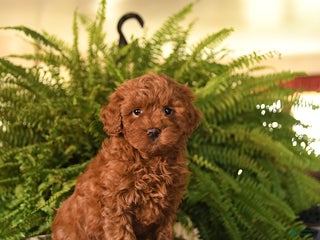 Havapoo dogs Rusty - Ad 31