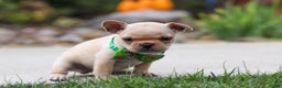 French Bulldog dogs for sale: Felix - Ad 4