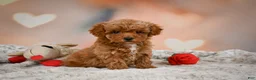 Toy Poodle dogs for sale: Bella - Ad 9