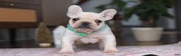 French Bulldog dogs for sale: Swayer - Ad 1