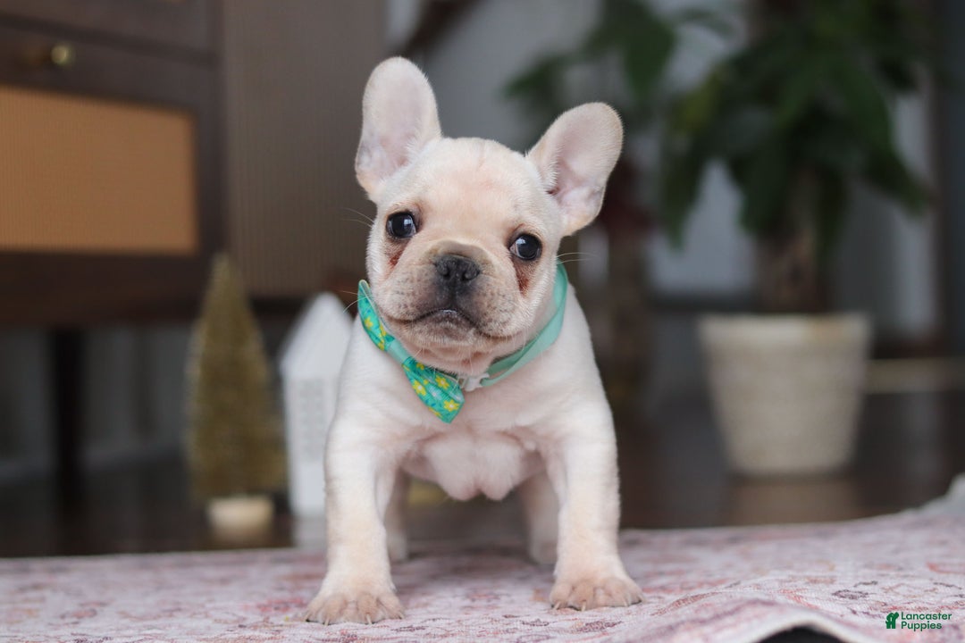 French Bulldog dogs for sale: Swayer - Ad 1