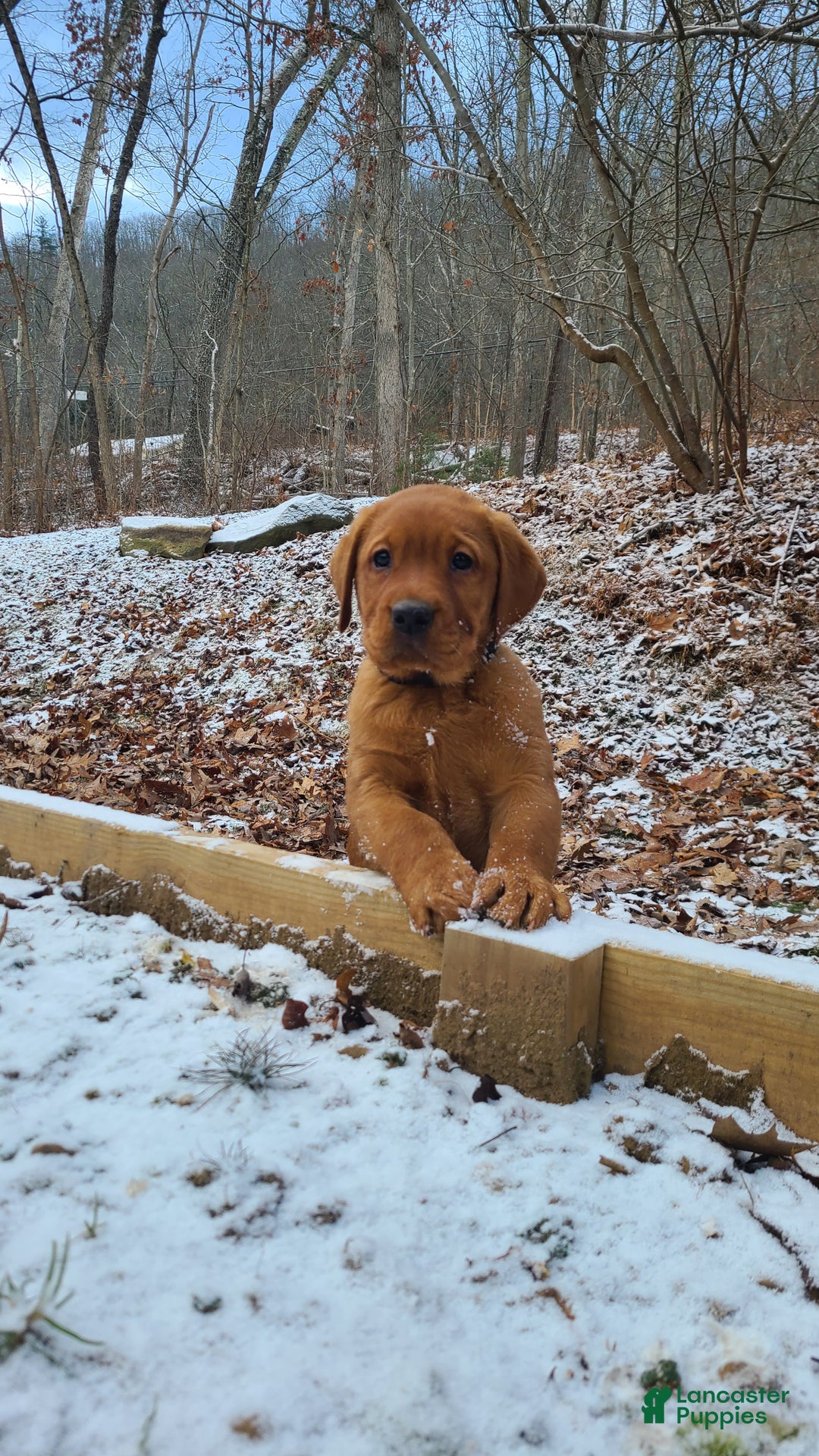 Labrador Retriever dogs for sale: Snip - Ad 1