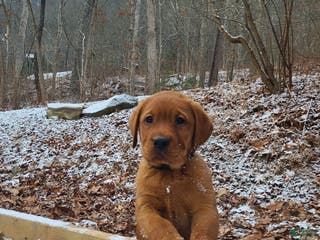 Labrador Retriever dogs Snip - Ad 23