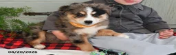 Australian Shepherd dogs for sale: Luke - Ad 8