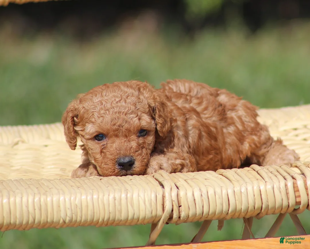 Toy Poodle dogs for sale: Angel - Ad 2