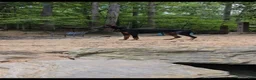 Doberman Pinscher dogs for sale: Prince Charming - Ad 6