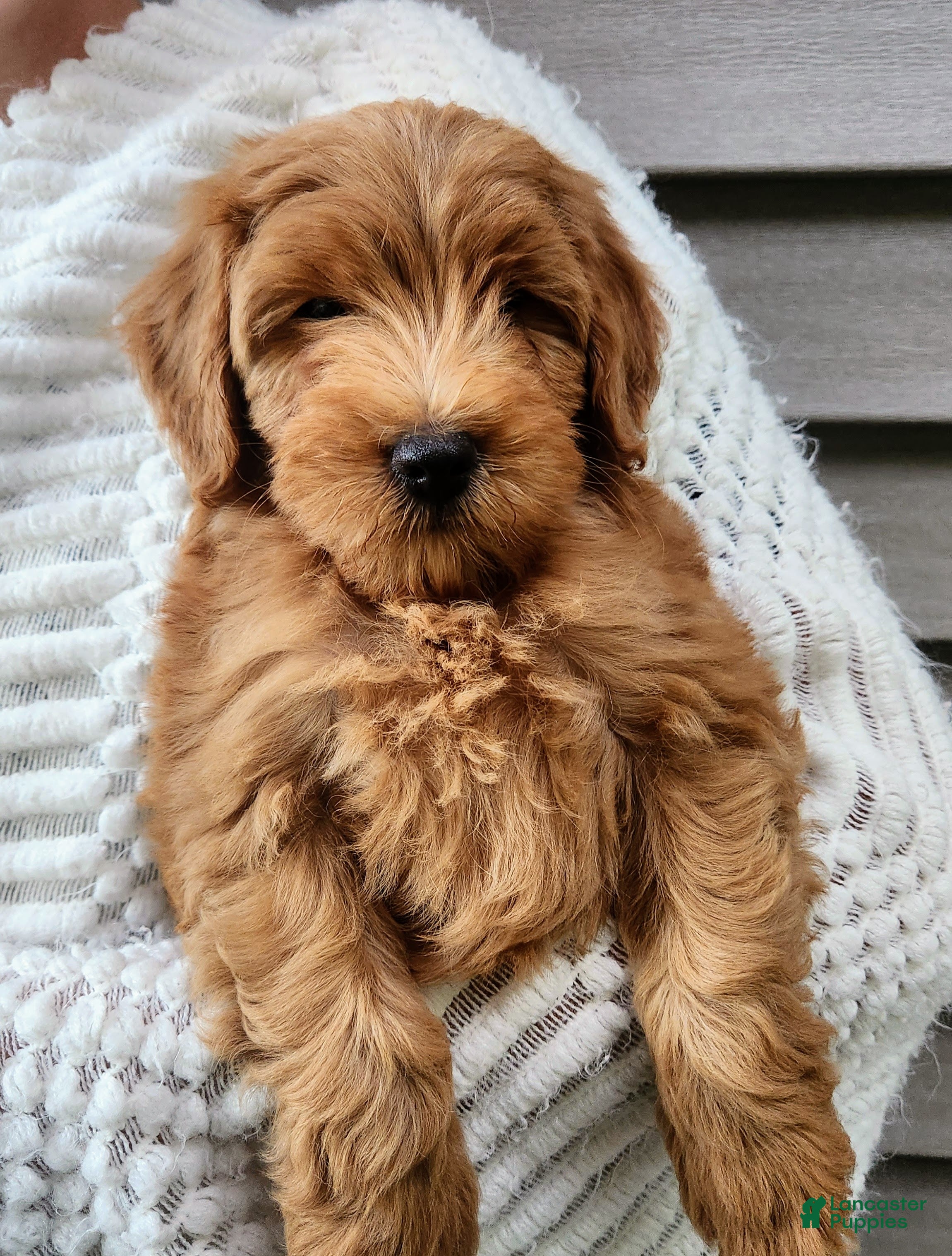 Mini Goldendoodle dogs BOSWELL - Mini Goldendoodle Fluffy Puppy  - Ad 2