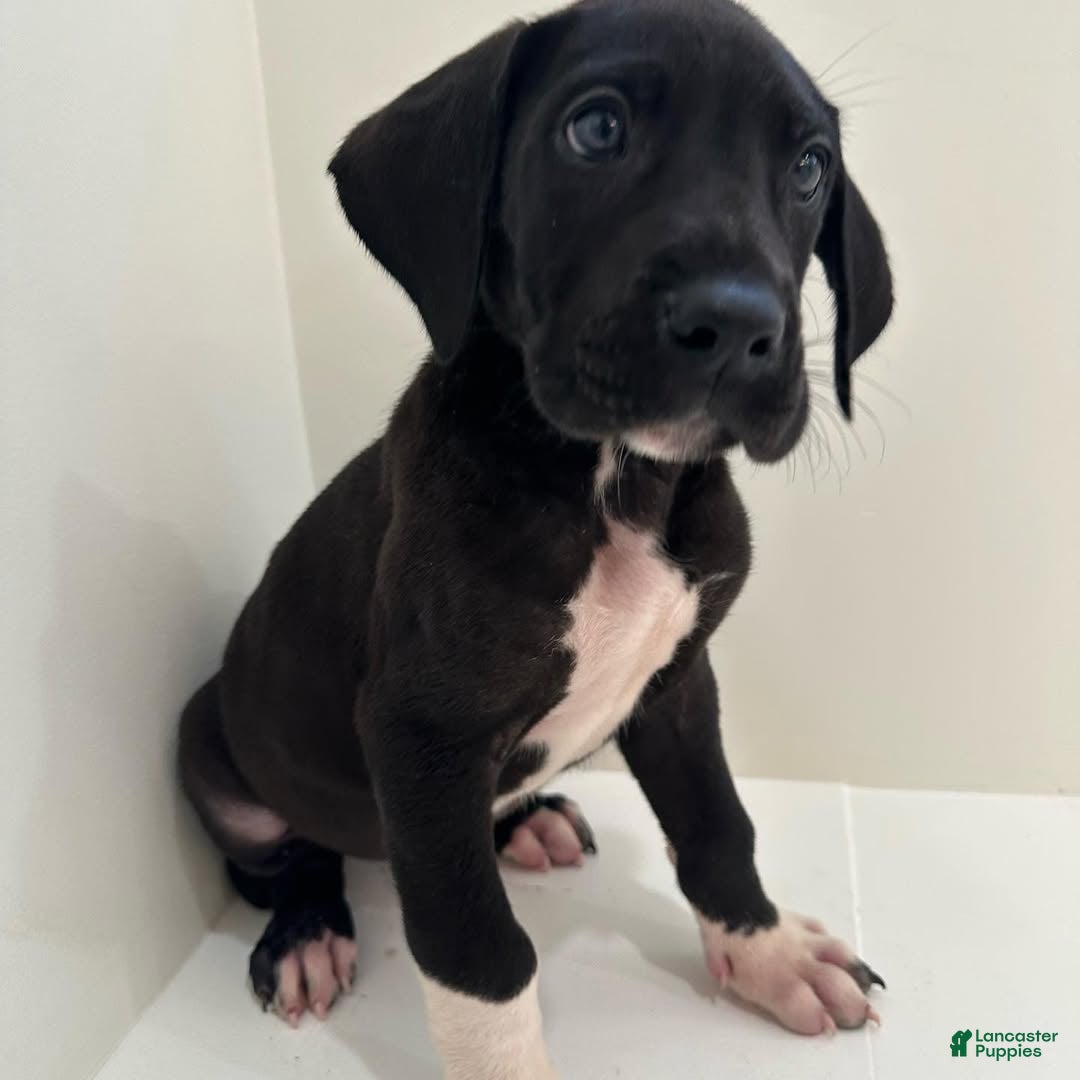 Great Dane dogs Daisy (Female) - Ad 6