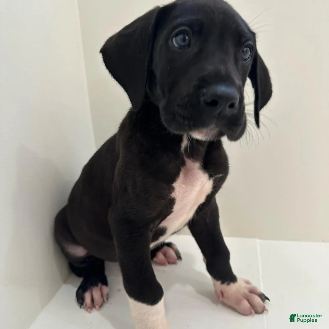 Great Dane dogs for sale: Daisy (Female) - Ad 1