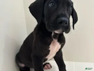 Great Dane dogs Daisy (Female) - Ad 14