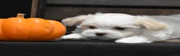 Maltese dogs for sale: Sienna - Ad 6