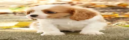 Cavalier King Charles Spaniel dogs for sale: ZInnia - Ad 7