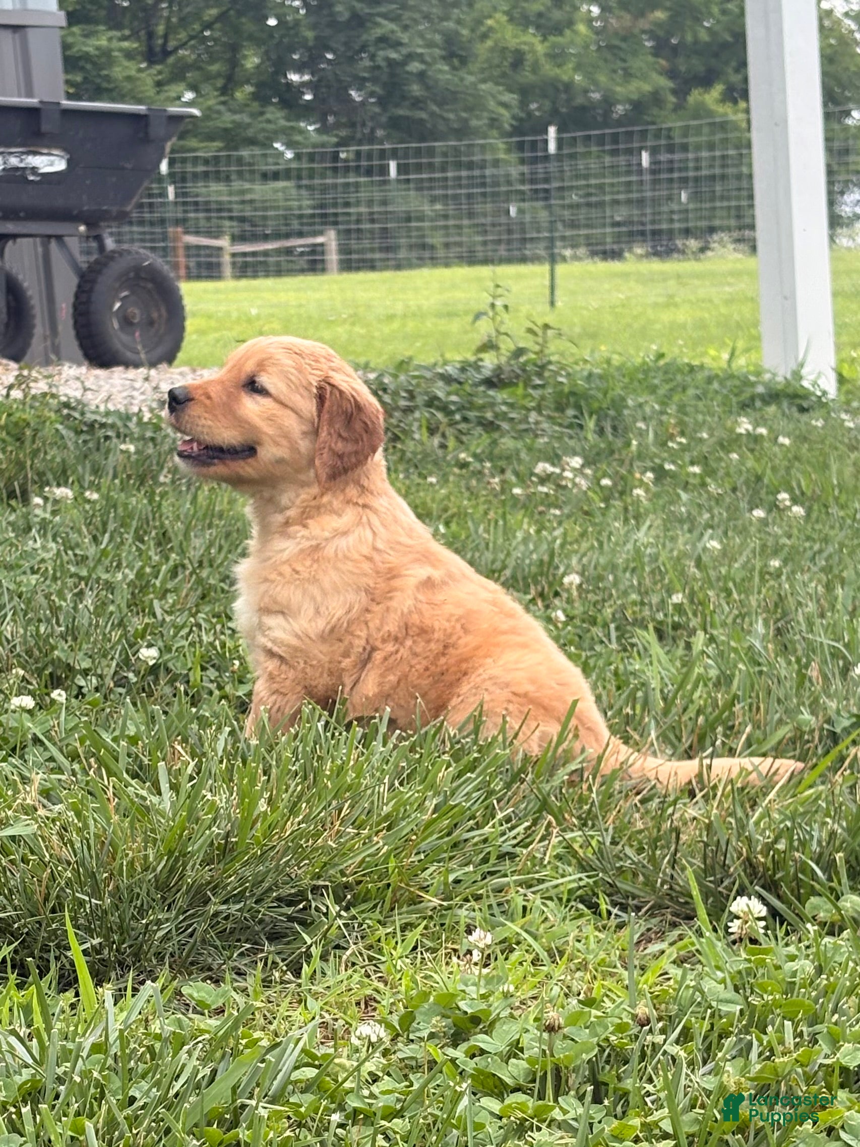 Golden Retriever dogs Betsy - Ad 17