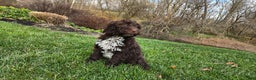 Portuguese Water Dog dogs for sale: Tori - Ad 33