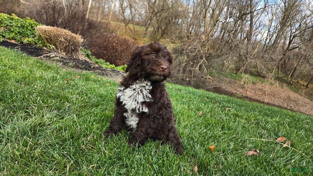 Portuguese Water Dog dogs for sale: Tori - Ad 33