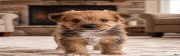 Morkie dogs for sale: Riley - Ad 1
