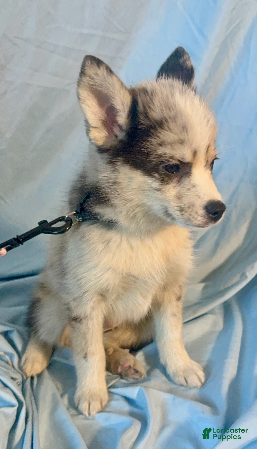 Mixed Breed dogs for sale: Beau - Merle Boy  - Ad 6