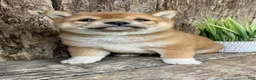Shiba Inu dogs for sale: Zeus - Ad 5
