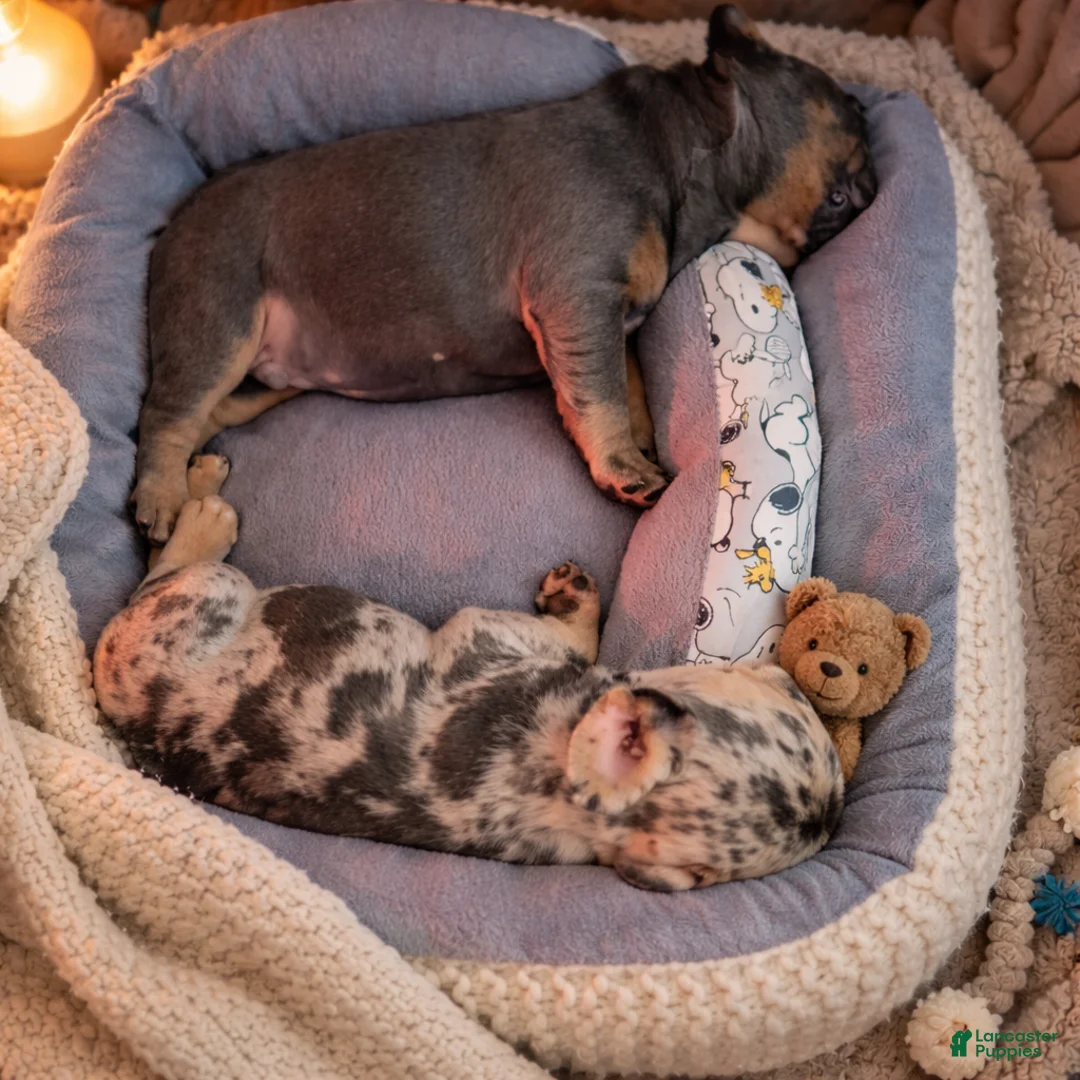 French Bulldog dogs for sale: French Bulldog Puppy 2 - Ad 5