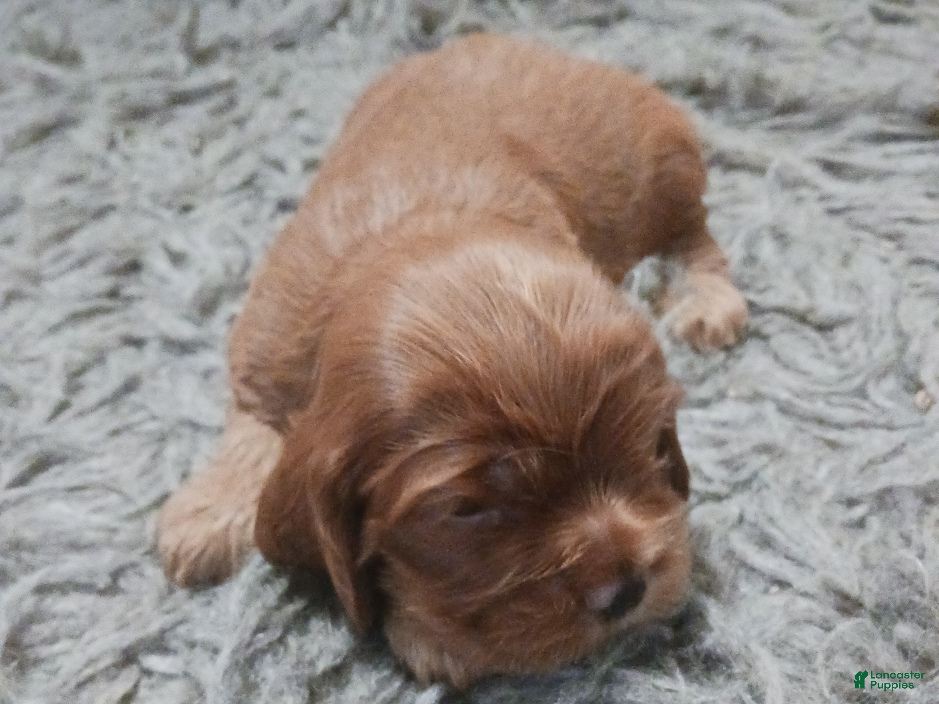 Cocker Spaniel dogs Cocker Spaniel Puppy 1 - Ad 33