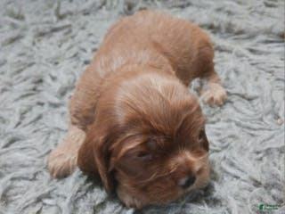 Cocker Spaniel dogs Cocker Spaniel Puppy 1 - Ad 41