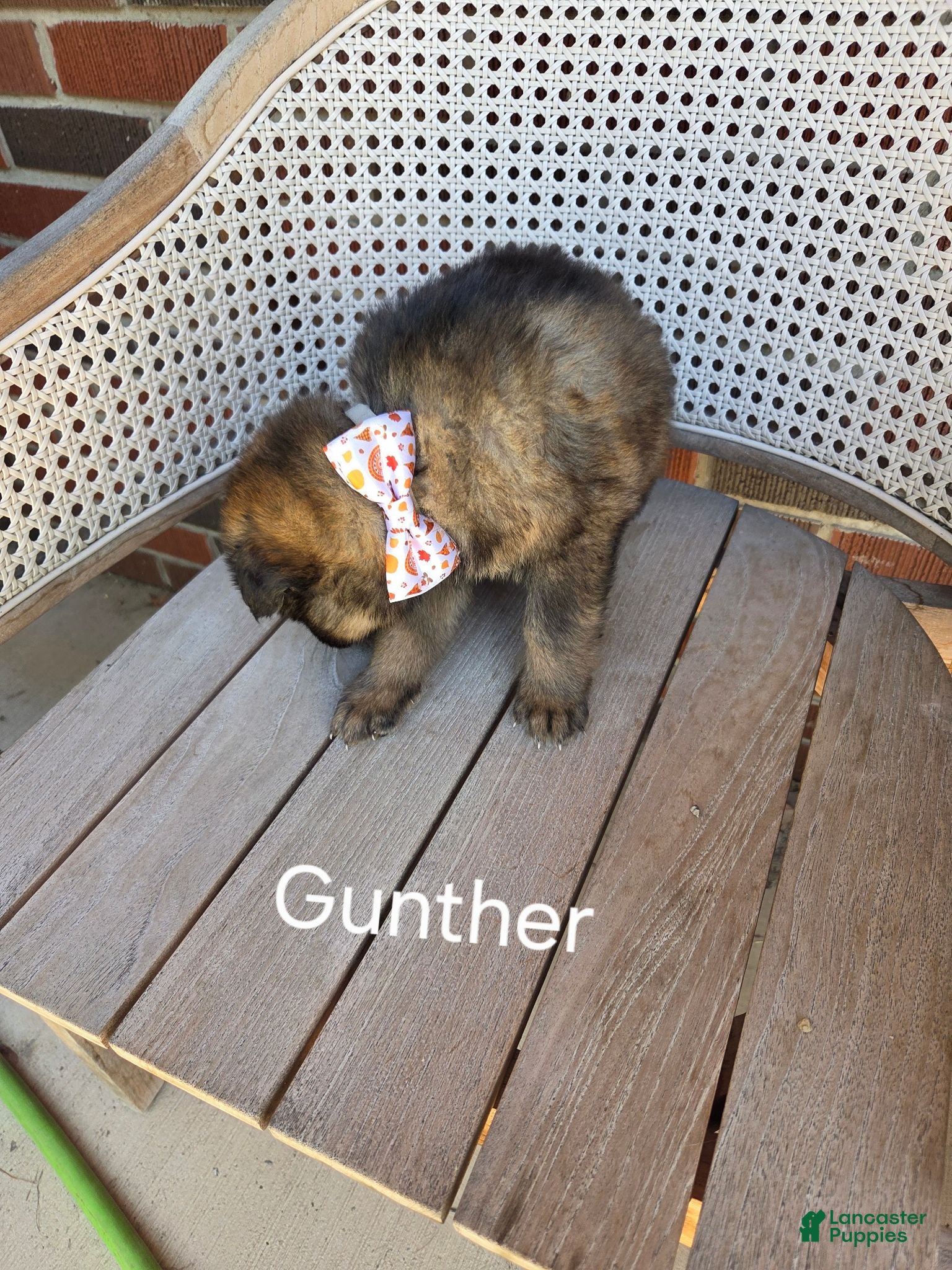 German Shepherd dogs GUNTHER - Ad 2