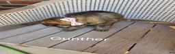 German Shepherd dogs for sale: GUNTHER - Ad 2