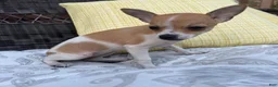 Chihuahua dogs for sale: 1 Kelly - Ad 5