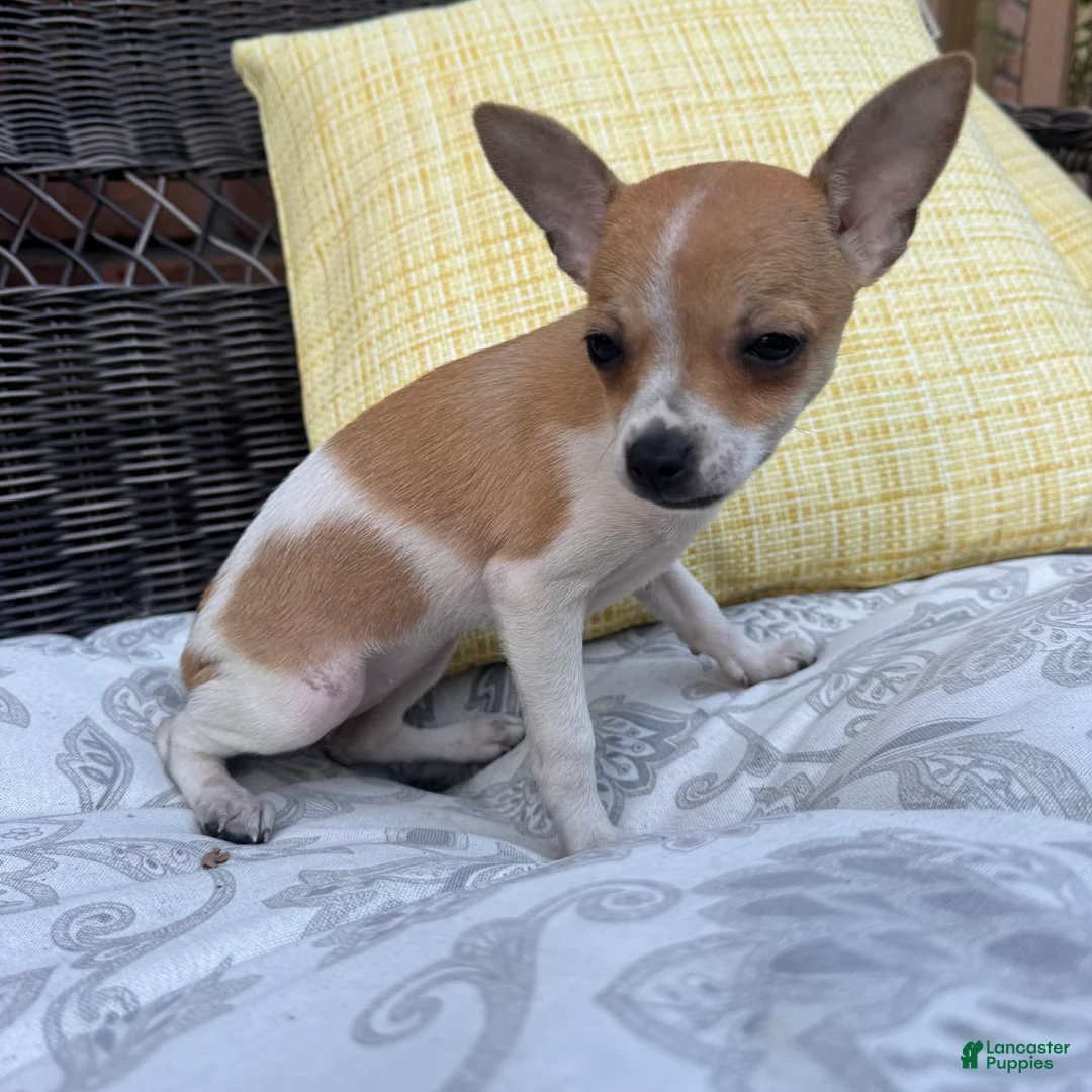 Chihuahua dogs for sale: 1 Kelly - Ad 5
