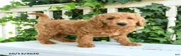 Mini Goldendoodle dogs for sale: Fluffy - Ad 1