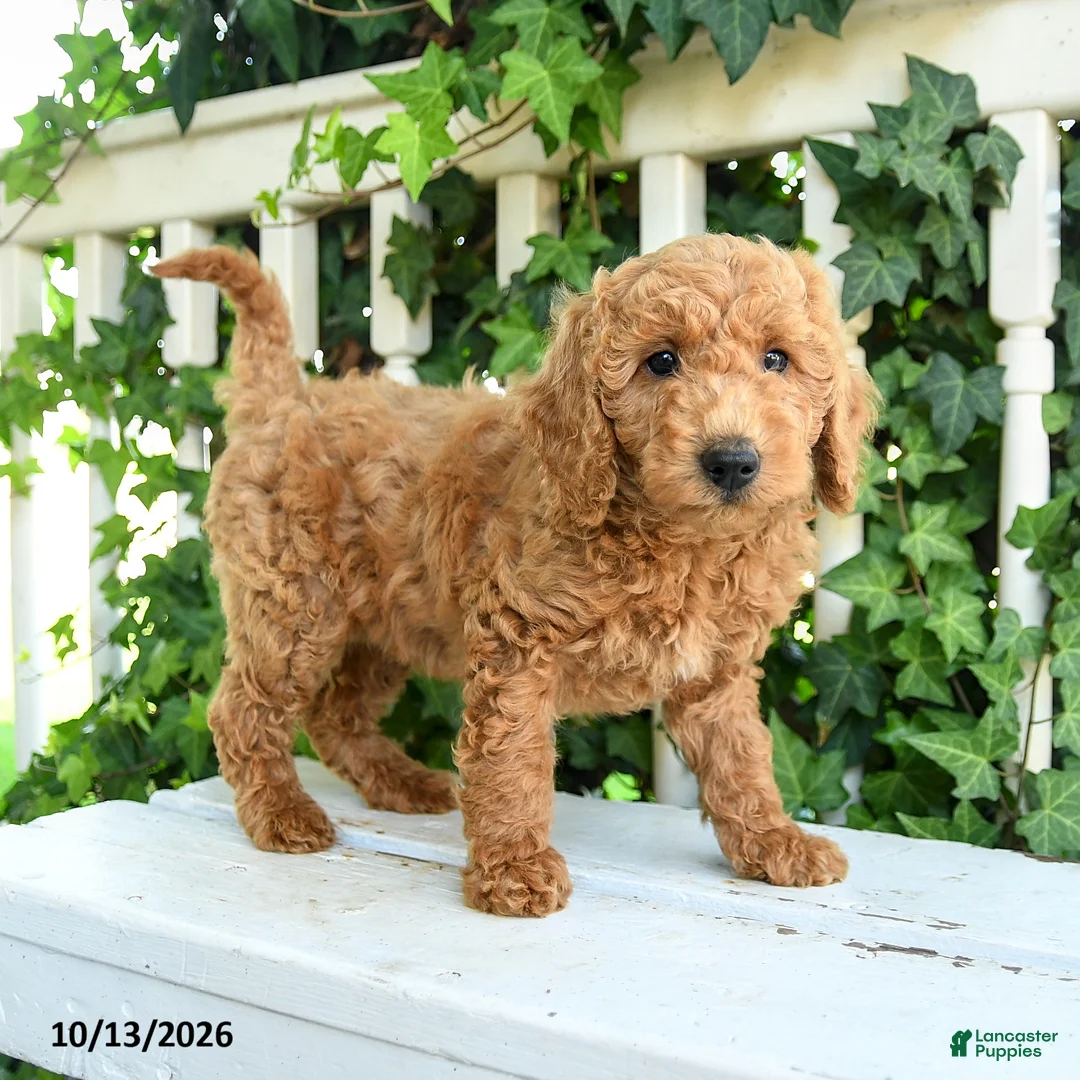 Mini Goldendoodle dogs for sale: Fluffy - Ad 1