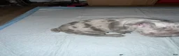 French Bulldog dogs for sale: French Bulldog 3 - Ad 14