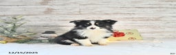 Miniature Australian Shepherd dogs for sale: Tundra - Ad 2