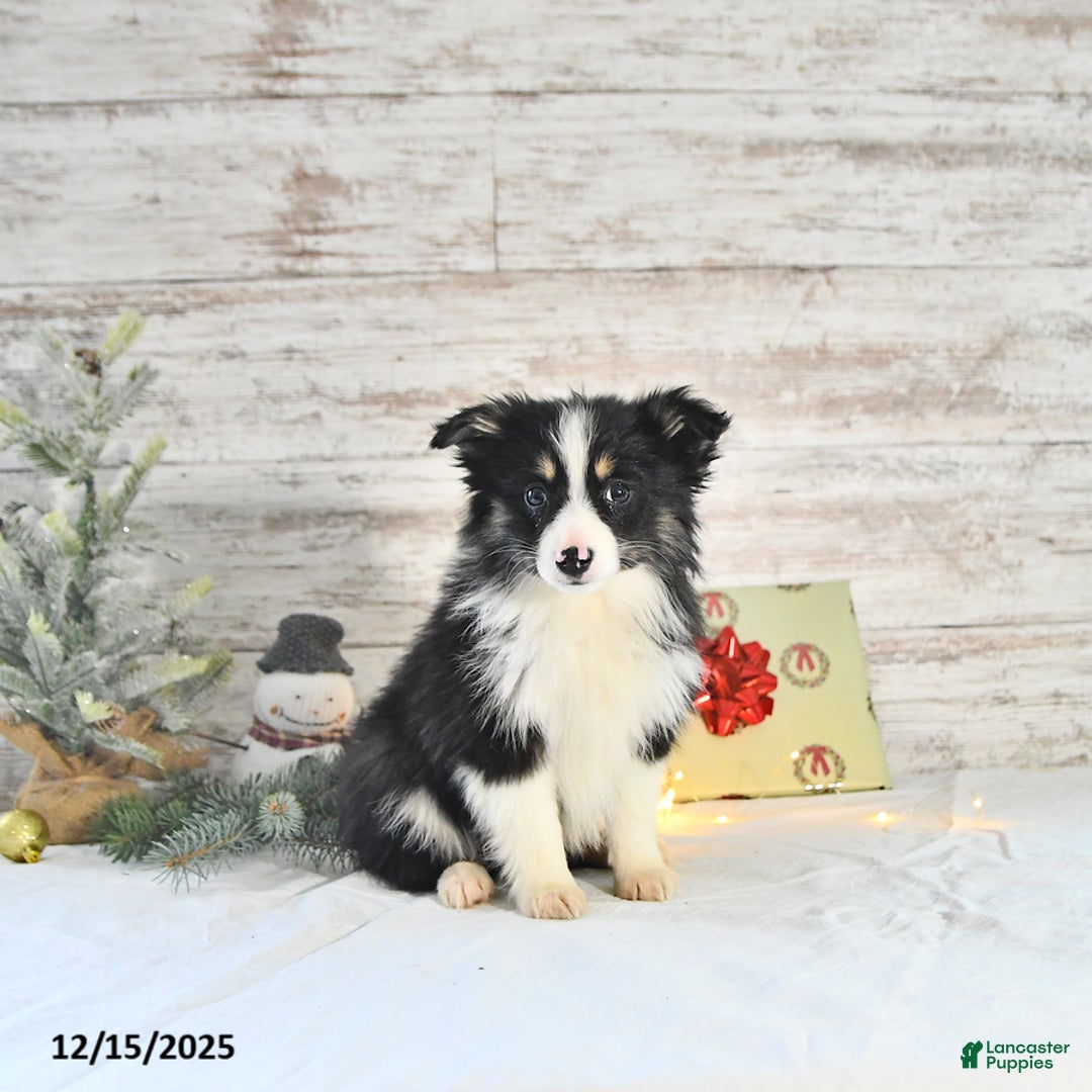 Miniature Australian Shepherd dogs for sale: Tundra - Ad 2