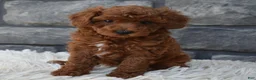 Toy Poodle dogs for sale: Charlie  - Ad 7