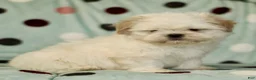 Shih Tzu dogs for sale: Chance - Ad 3