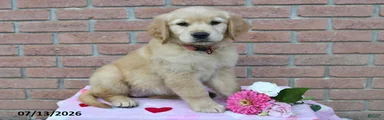 Lilly