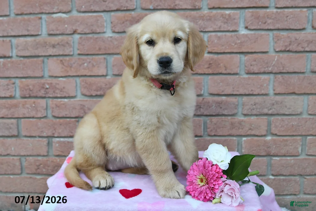 Golden Retriever dogs for sale: Lilly - Ad 1