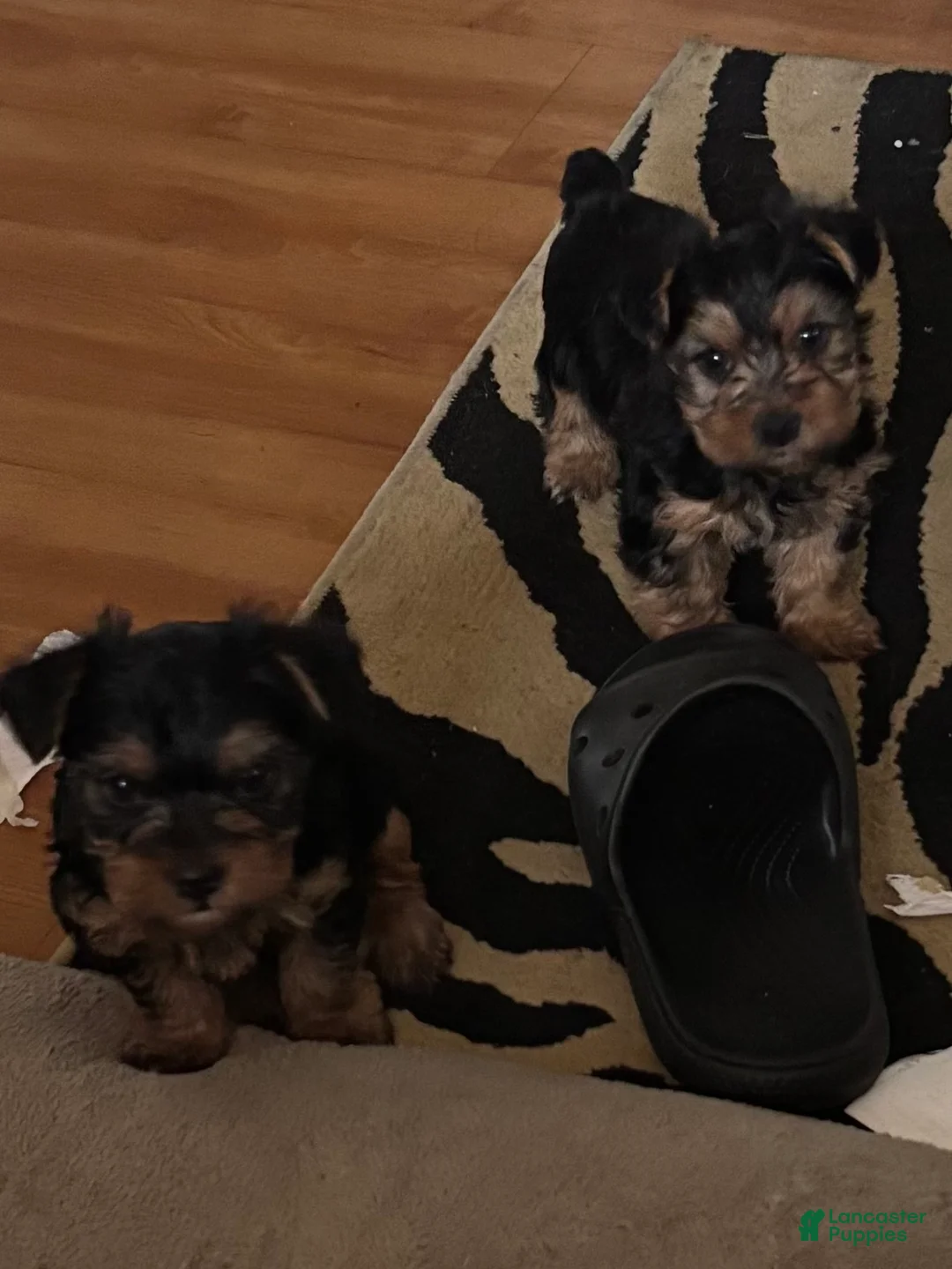 Yorkshire Terrier dogs for sale: Duke - Ad 2