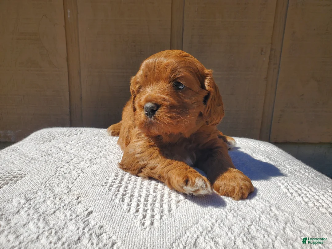 Cavapoo dogs for sale: Charlotte  - Ad 2